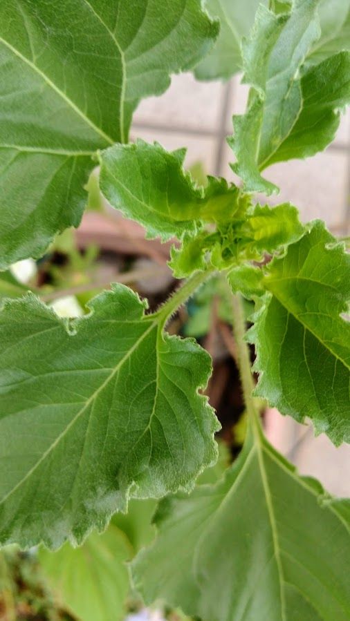 やなぎば　ひまわり 花芽が出てきました