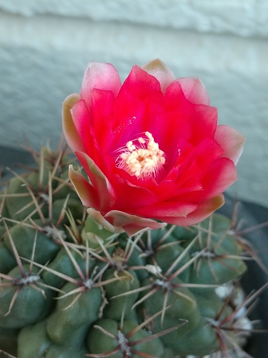 花咲かせよう！ ２つ目の開花