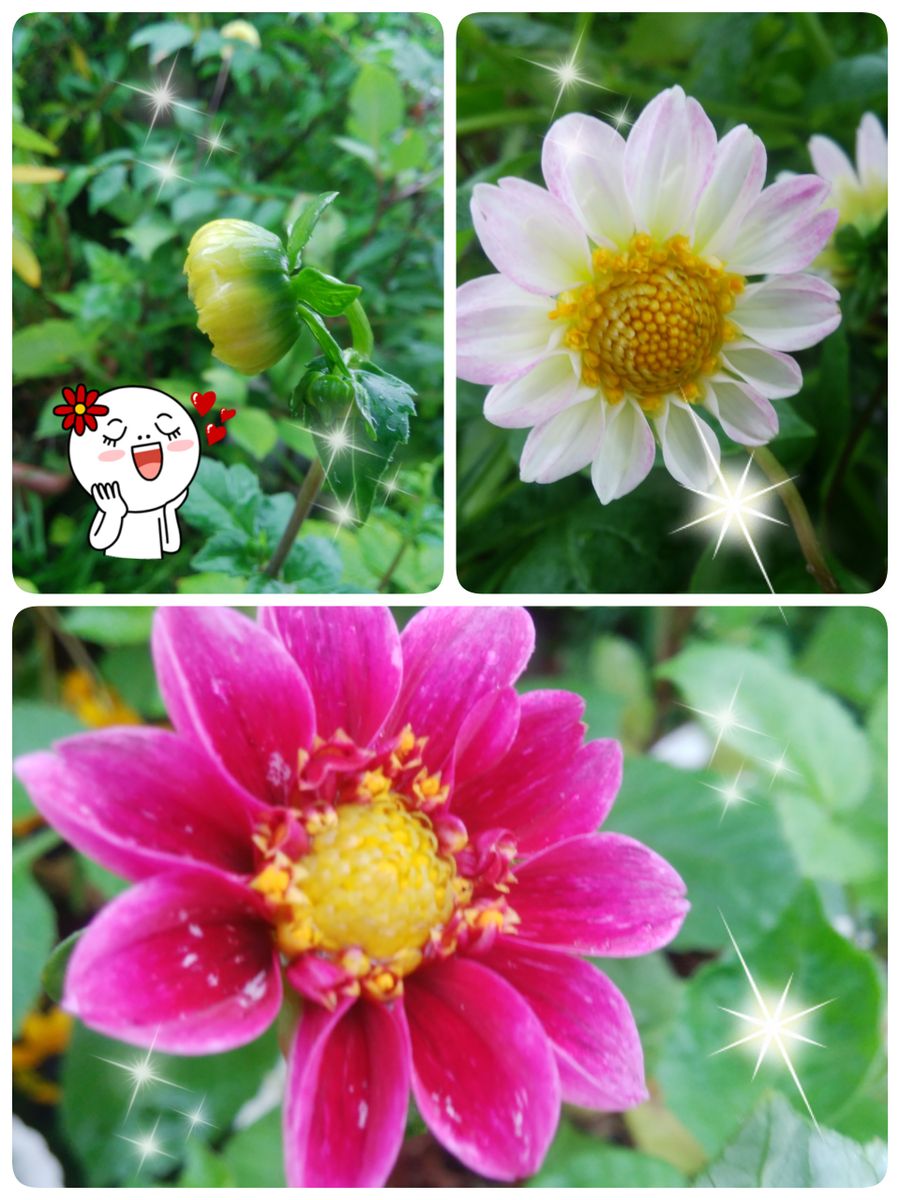 種から、ダリアを育てる！(≧∇≦) 9月8日株も充実して来ました🌼😊