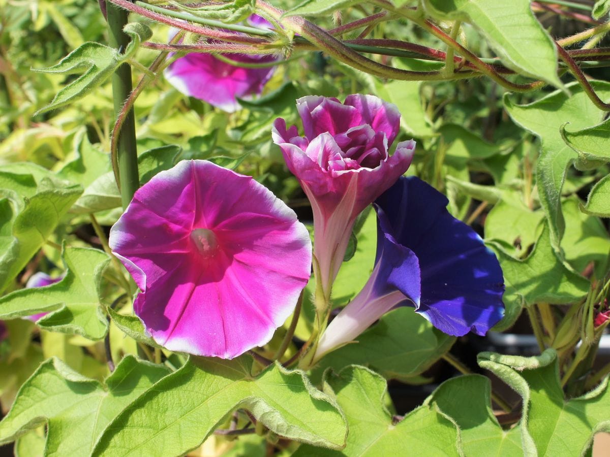 獅子咲牡丹の生長記録 三花揃い踏み（69日目）