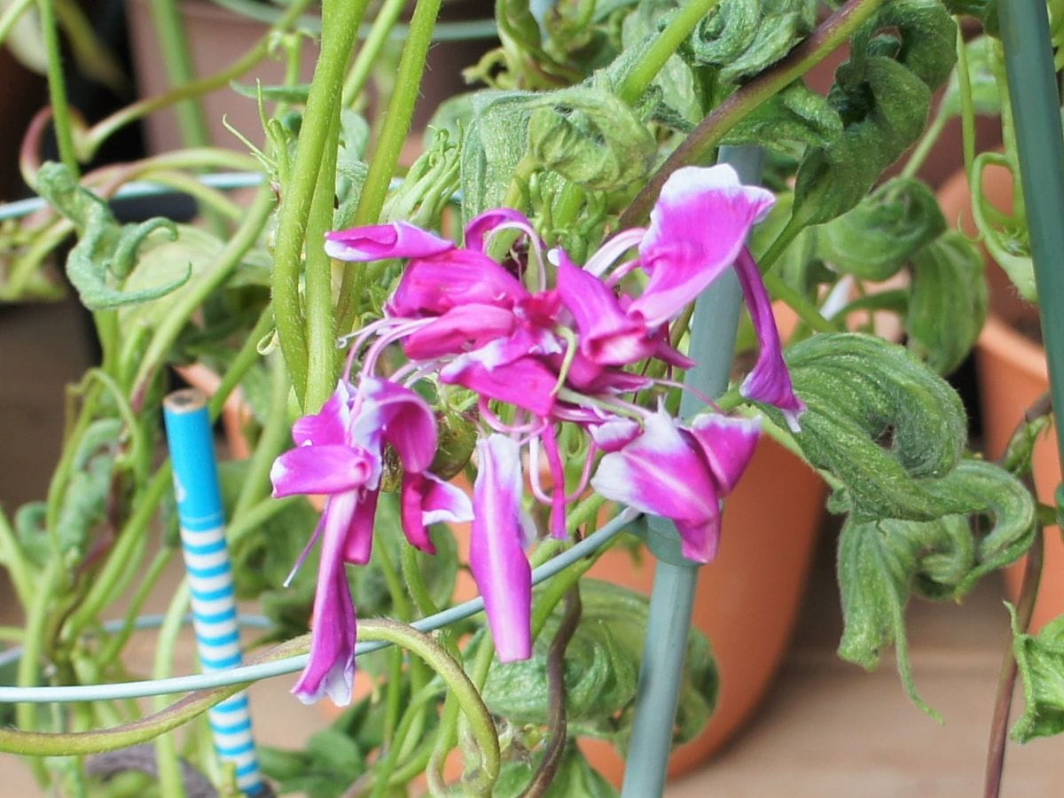 獅子咲牡丹の生長記録 獅子咲牡丹の開花（108日目）