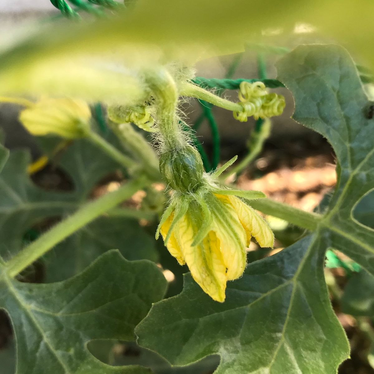 初のすいか 花をつけてから約１週間