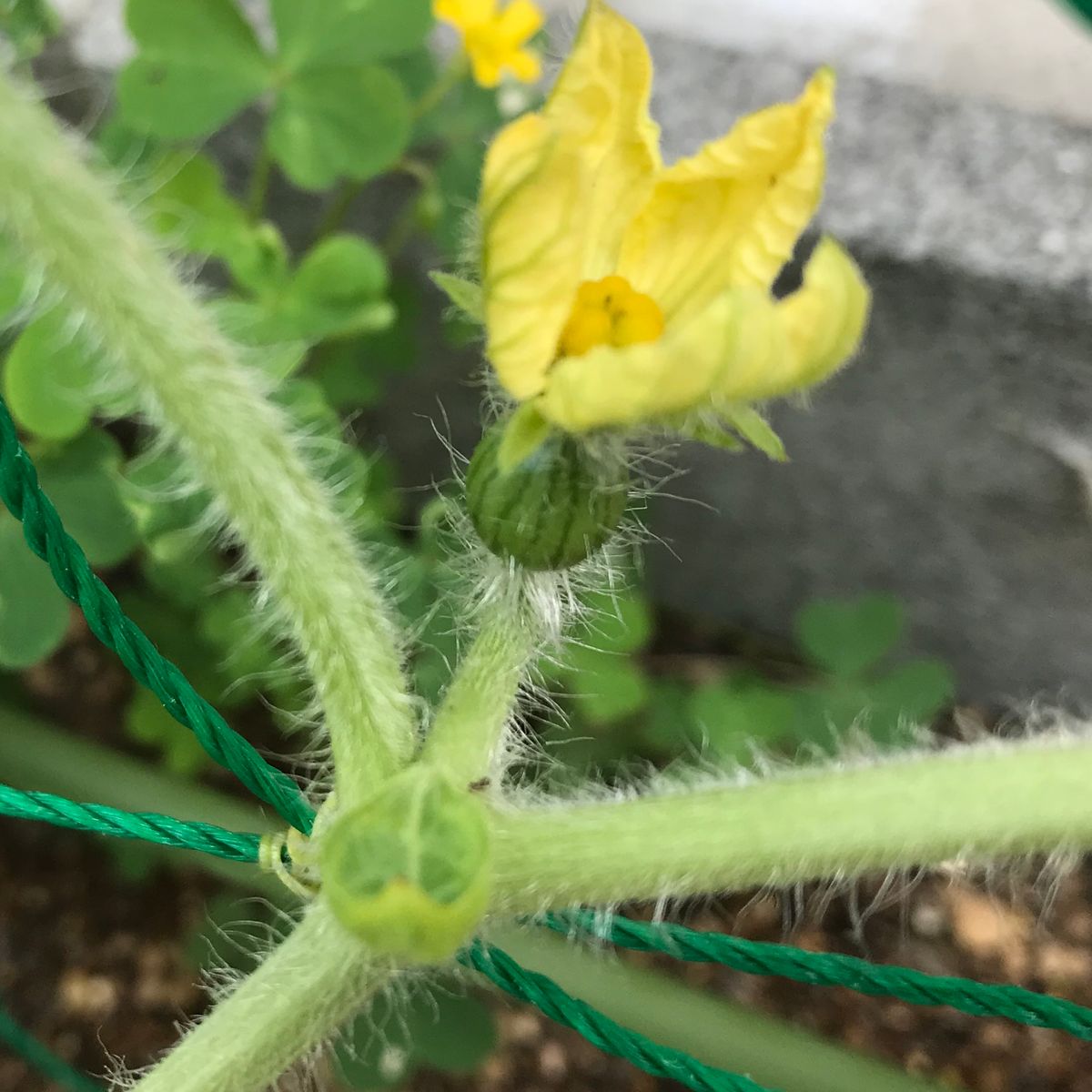 初のすいか 小さくて可愛いのがちらほら