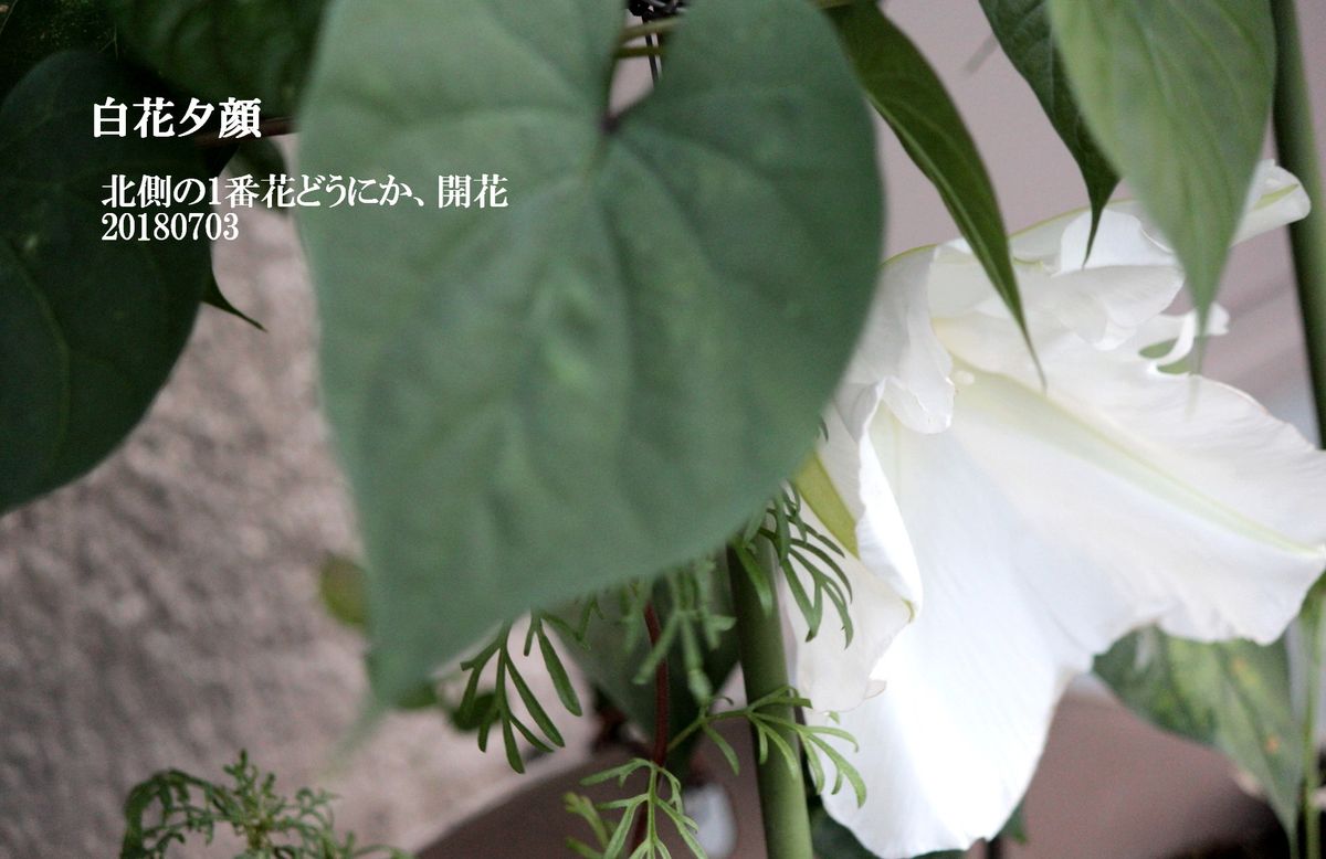 ヨルガオ　2018年度・白花夕顔育成 やった！開花1号北の行灯仕立て･･･。