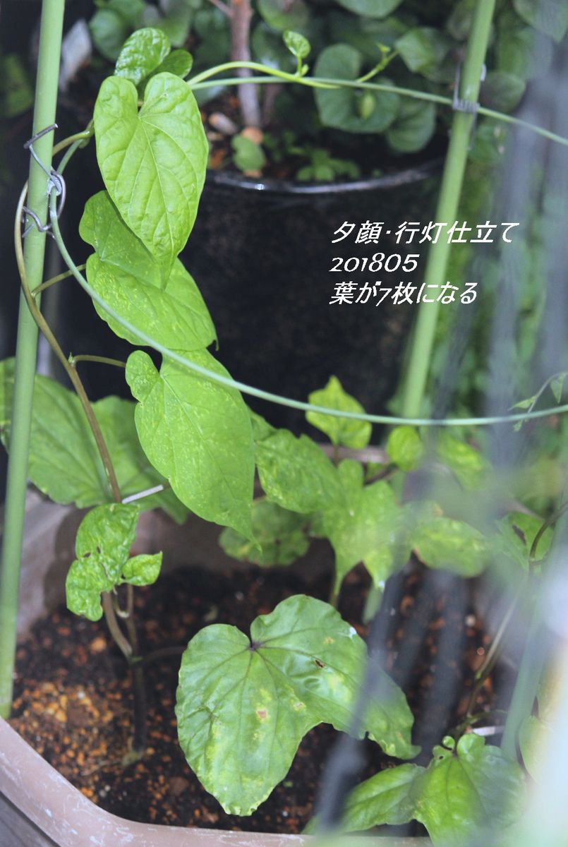 ヨルガオ　2018年度・白花夕顔育成 夕顔：おっと！定植後に急成長　0518