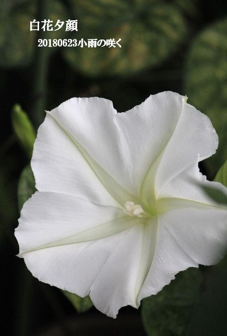 ヨルガオ　2018年度・白花夕顔育成 No8右側の蕾開花　小雨に･･･0623