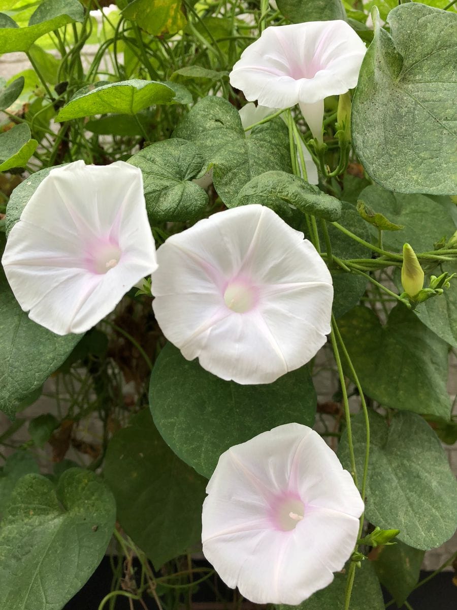 朝顔色々 2018 今朝のアンジェリーナ