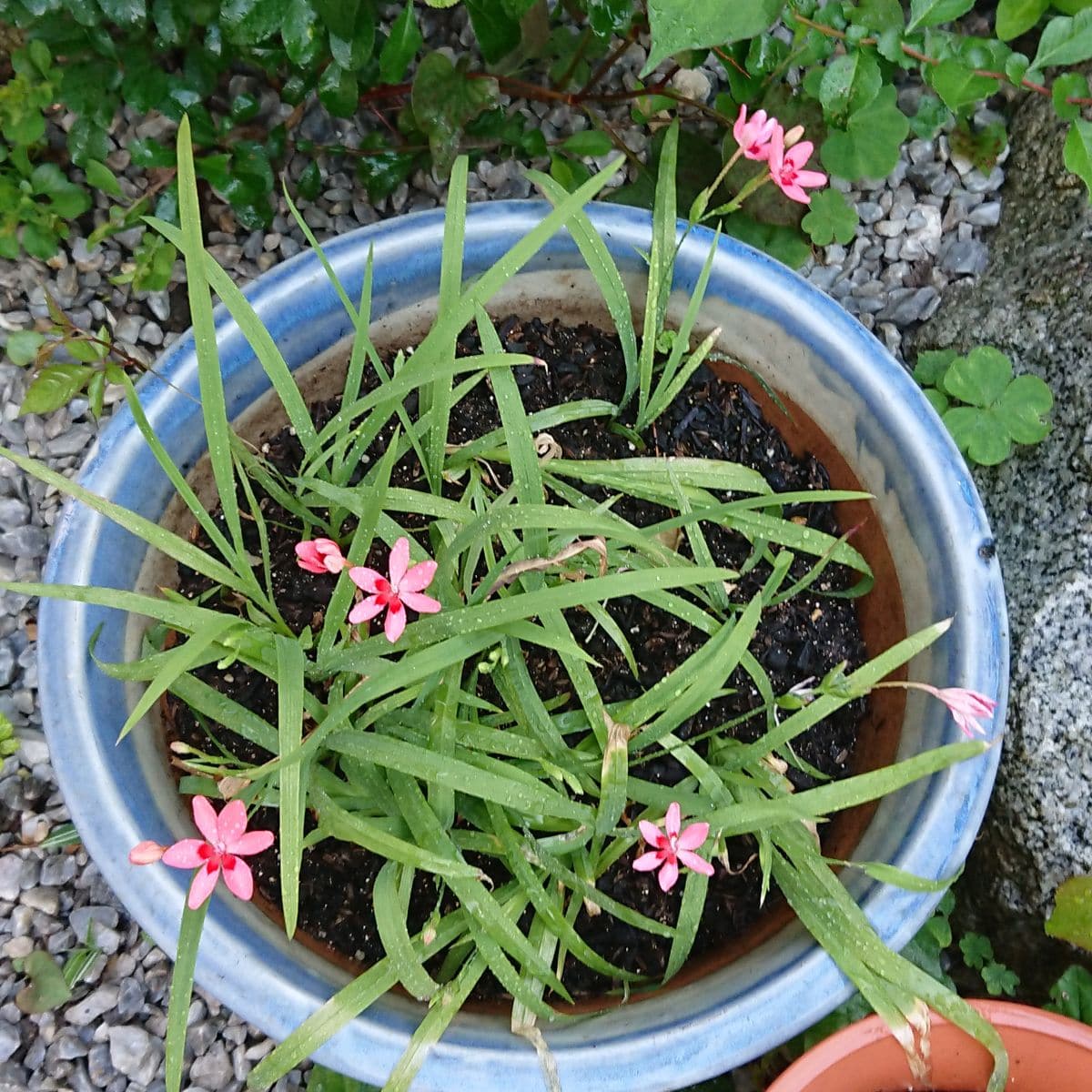 風の贈り物 咲いた❗