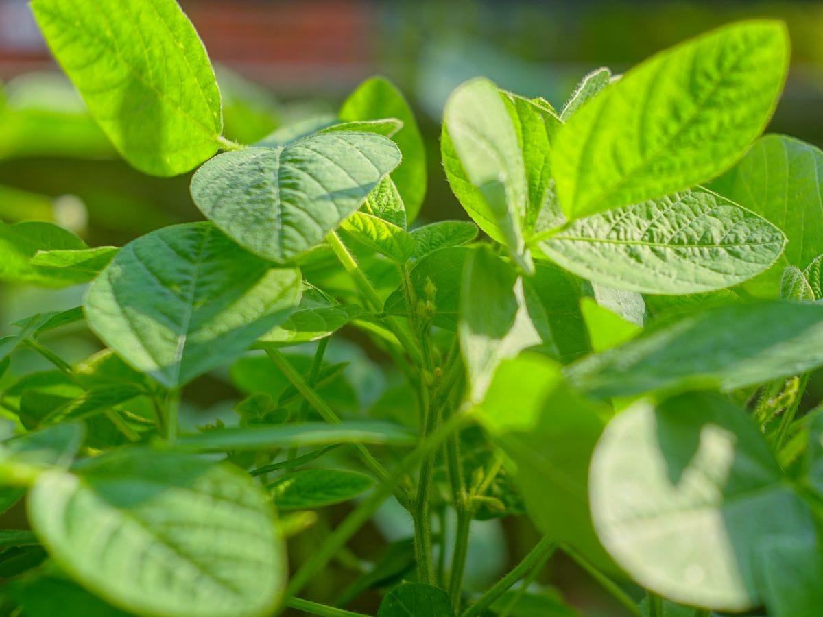 黒豆の枝豆 緑化・摘芯・断根 2019/6/1 今年も花が