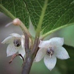 苔玉、小鉢の『十両』盆栽づくり 6月開花する。