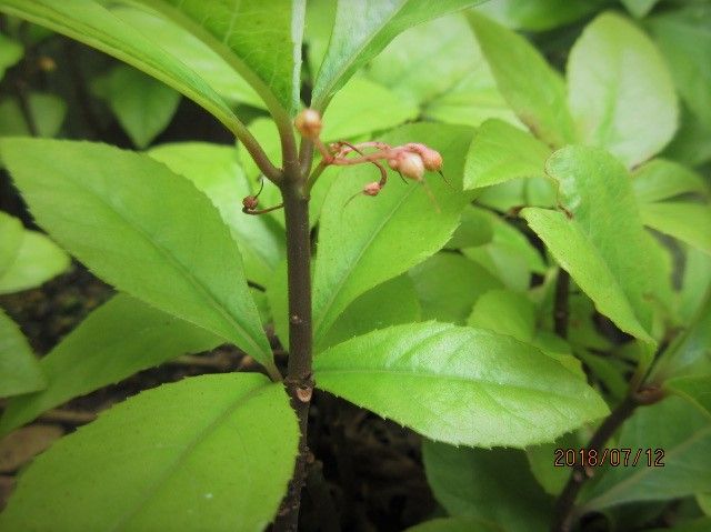 苔玉、小鉢の『十両』盆栽づくり 梅雨時の沢山の花は７月初旬小さい実になる