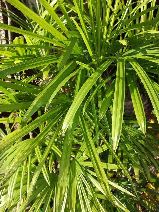 『観音竹と棕櫚竹』の栽培 大きく伸びすぎる。