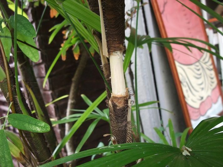 『観音竹と棕櫚竹』の栽培 「取木」の実施