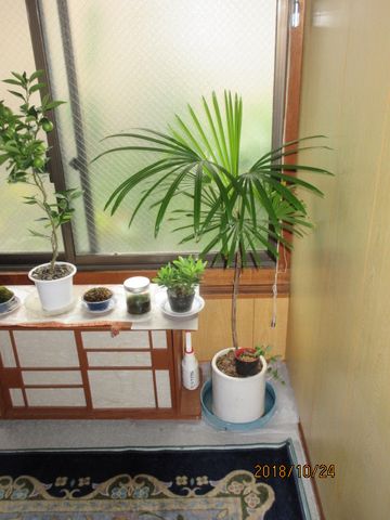 『観音竹と棕櫚竹』の栽培 植え替え後は元気です。