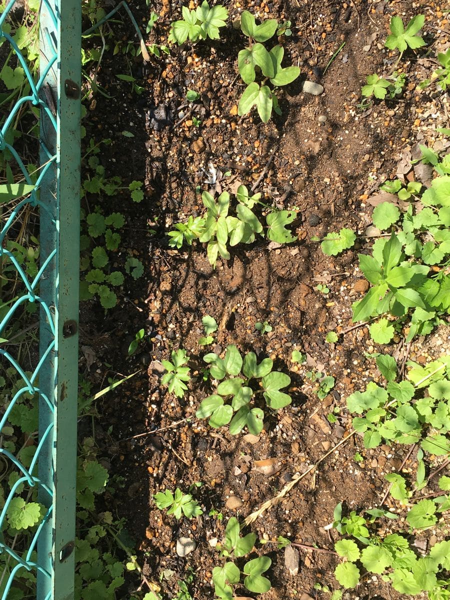 朝顔 種が全部発芽したようです。