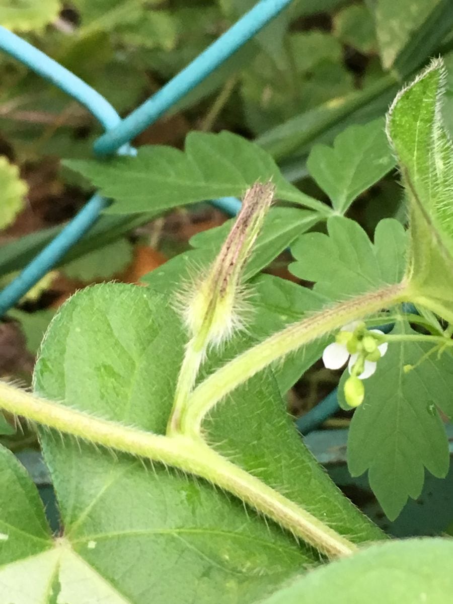 朝顔 花芽が出来てきました