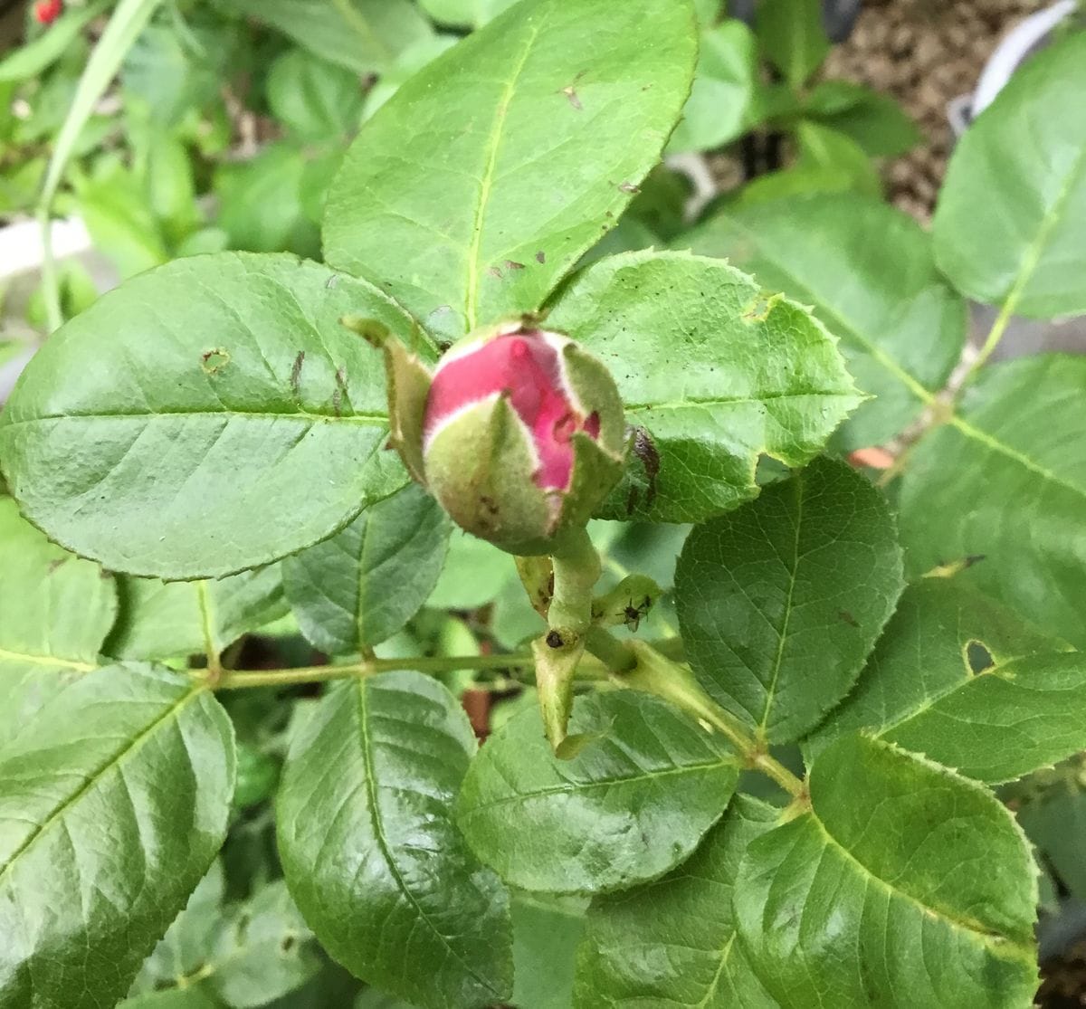 挿し木で育成（🌹バラ） もうすぐ開花８