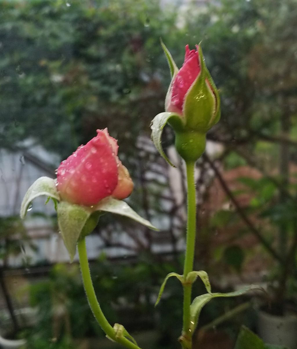 挿し木で育成（🌹バラ） シェエラザートの蕾