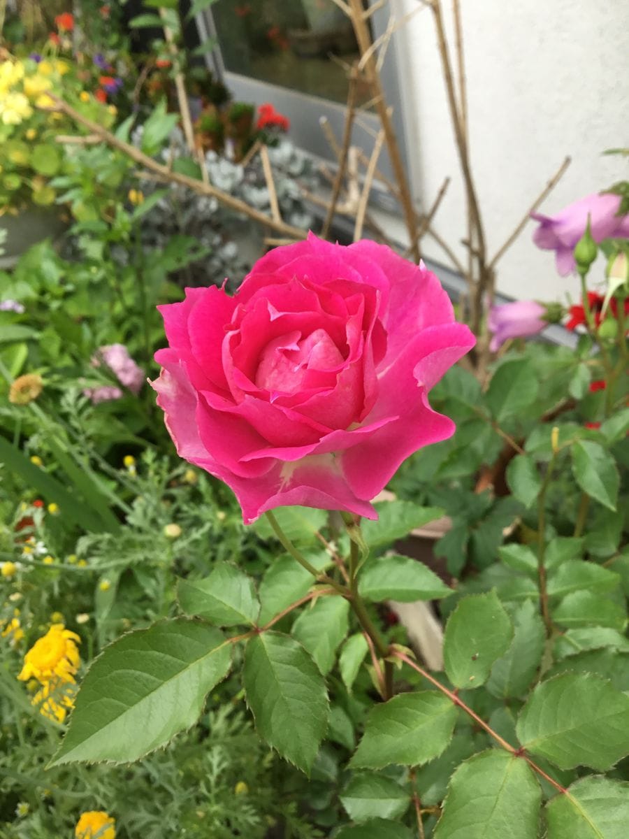 挿し木で育成（🌹バラ） 開花しました！