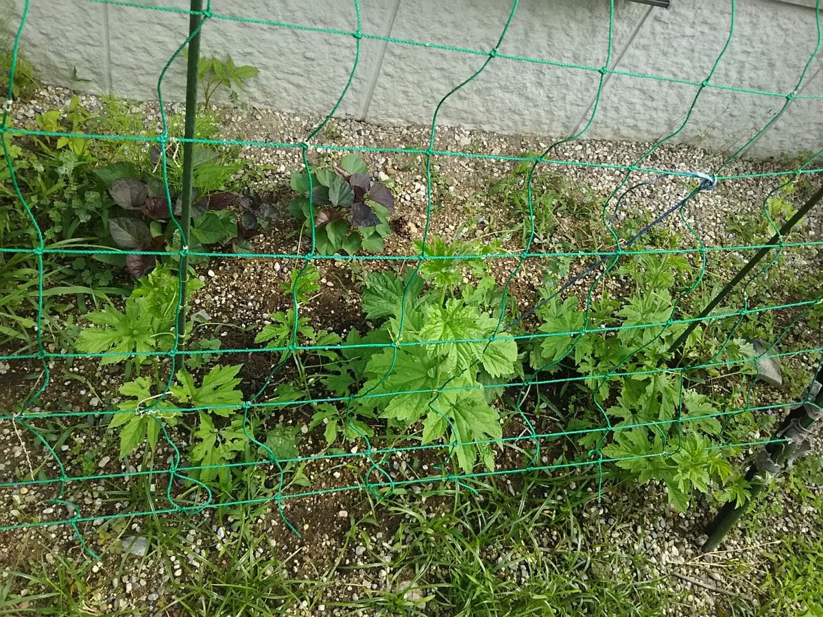 毎年更新～グリーンカーテン作り 地植えの苗