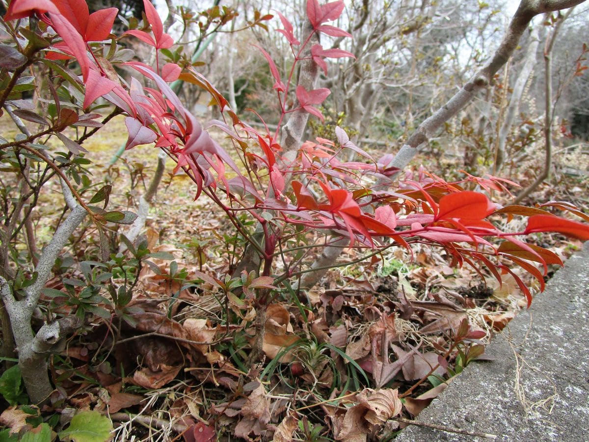 実生のナンテンの行く末は。 植替え前。