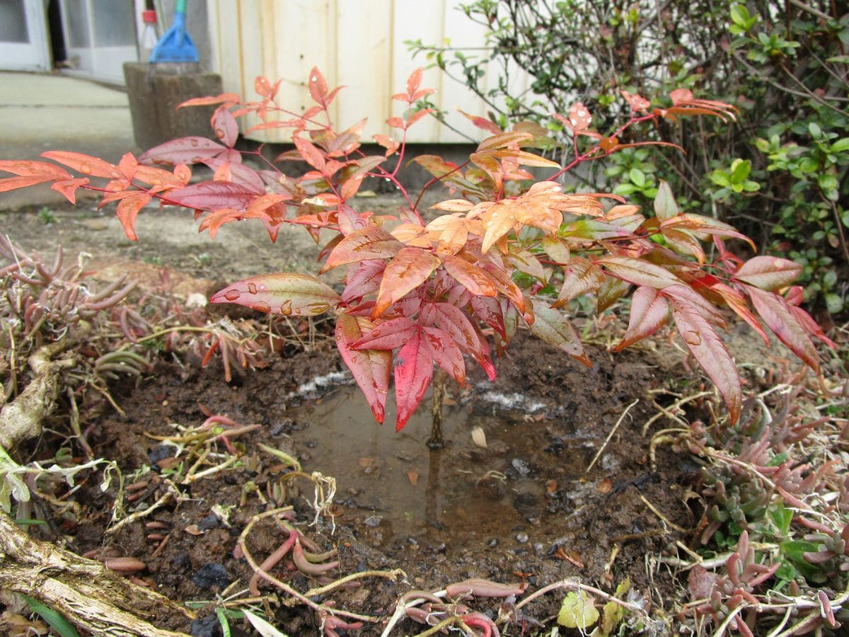 実生のナンテンの行く末は。 植替え後。