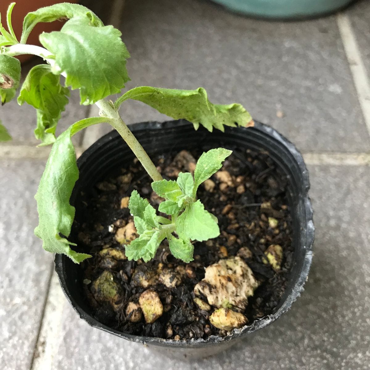 ロシアンセージとラベンダーの挿し木 水差し→ポット移植の挿し穂も元気です