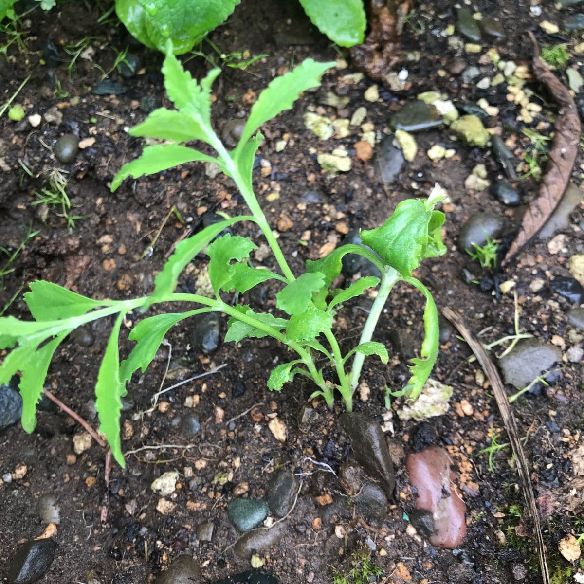 ロシアンセージとラベンダーの挿し木 ロシアンセージ定植しました