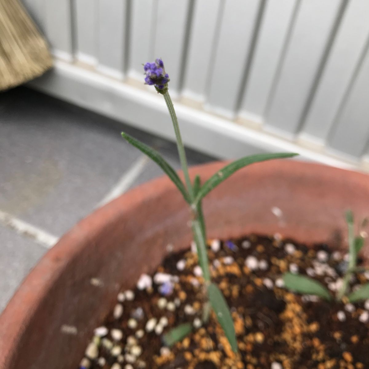 ロシアンセージとラベンダーの挿し木 花が咲いちゃった