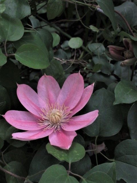 サーモンオレンジの花を夢見て　❤ 開花宣言　(⋈◍＞◡＜◍)。✧♡