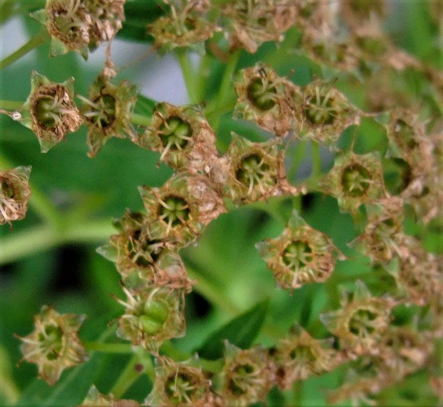 『源平シモツケ』は、白花の枝を挿木する。 実について