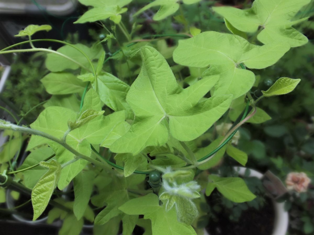 のんびり朝顔栽培 団十郎 まだ花が咲きません…