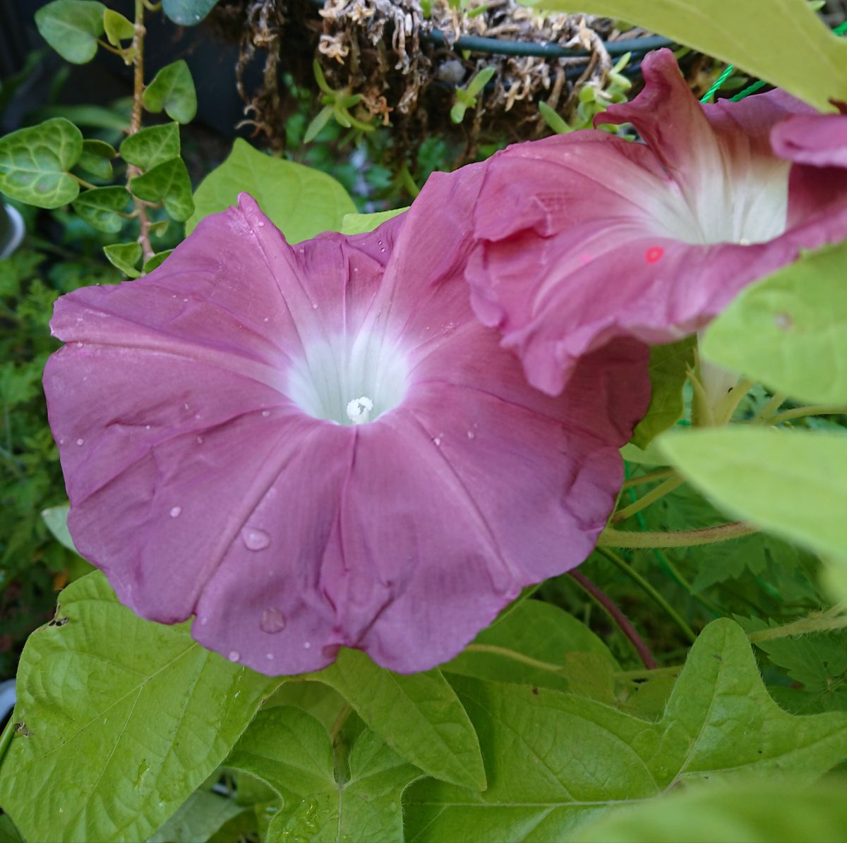 のんびり朝顔栽培 団十郎 初めての花が咲きました！