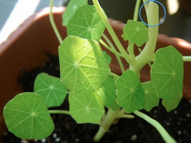 まるごと食べれる 〜ナスタチウム〜 脇芽たち