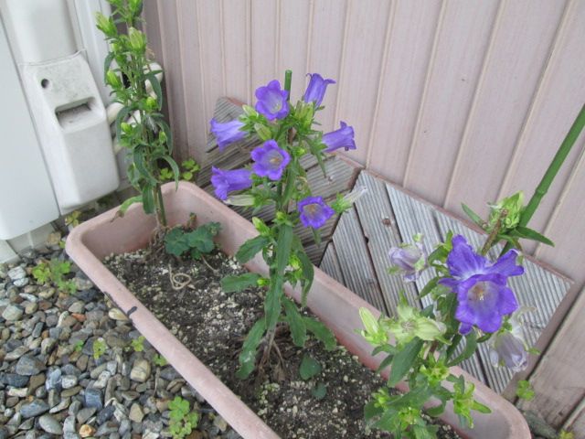 初・カンパニュラ栽培 二番花開花