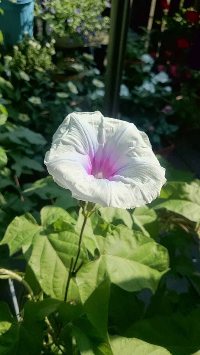 八代目　宇宙朝顔 ついに第一号開花しました❗