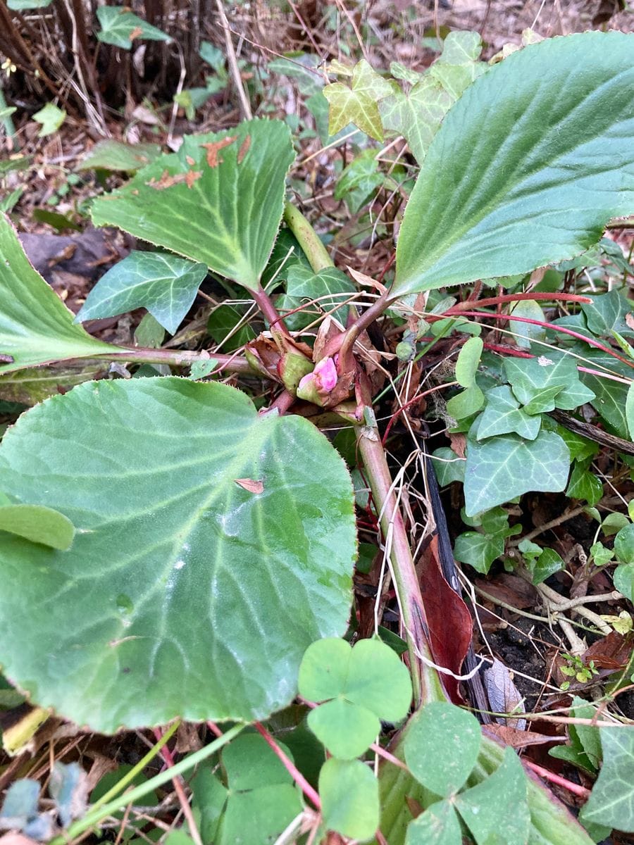 ヒマラヤユキノシタはどう増やす？ 花芽❣️