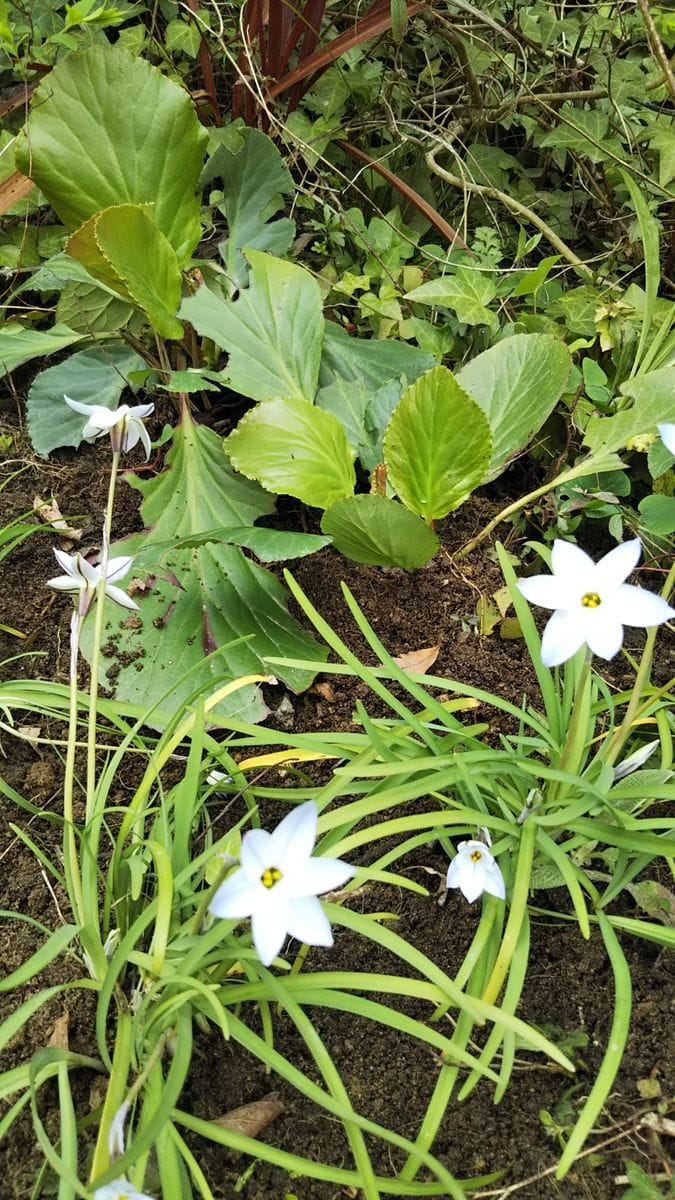 ヒマラヤユキノシタはどう増やす？ 地植えしました😊