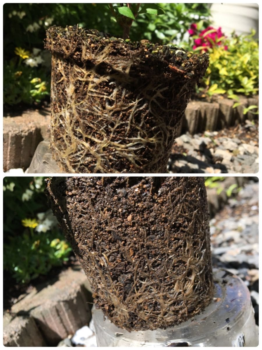 fin サクラウツギを 挿し木で育てる 2018/6〜 2019/4/15 根が張っています