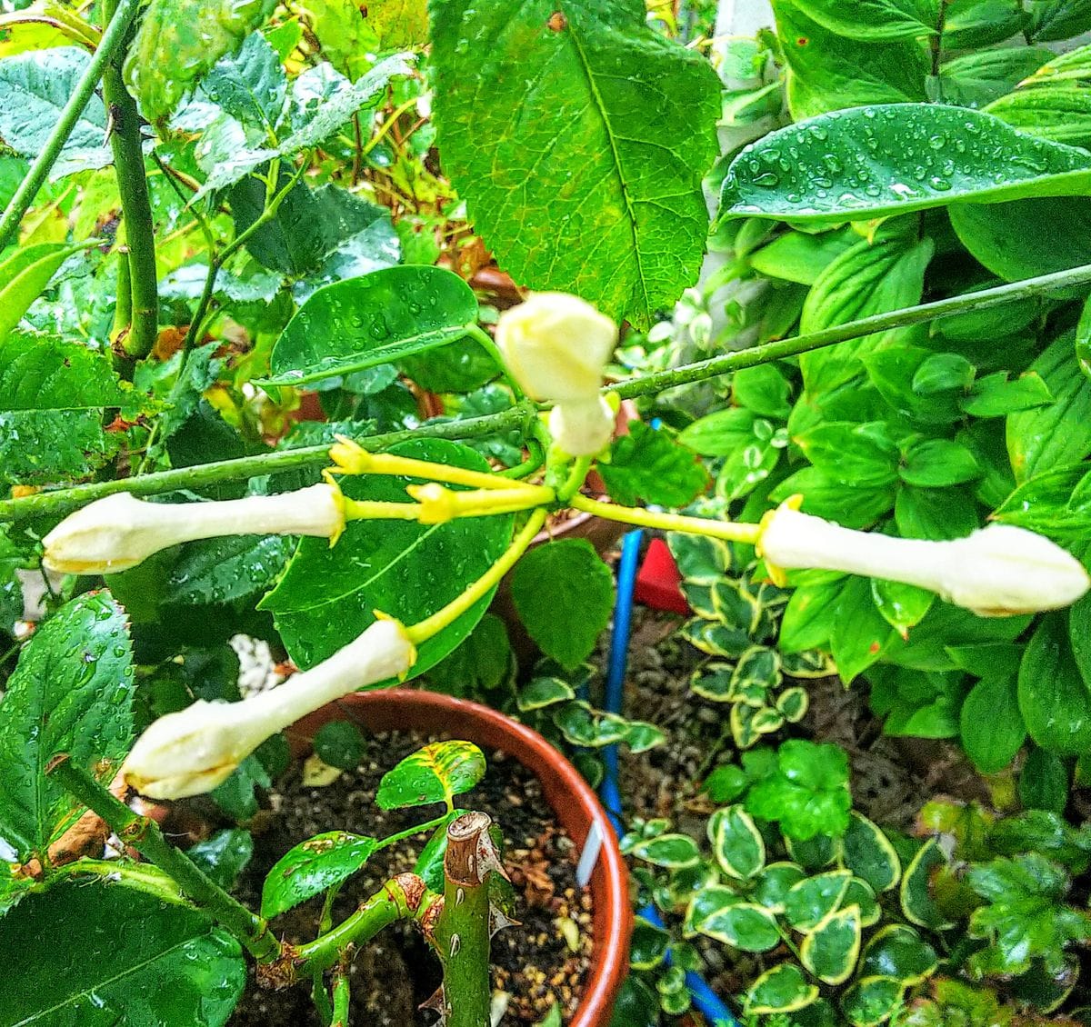 マダガスカルジャスミンの白い花🥀 蕾が膨らみました🎵