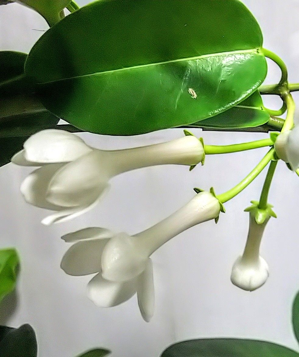 マダガスカルジャスミンの白い花🥀 翌年８月の美しい花✨