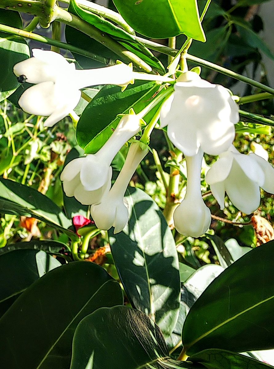 マダガスカルジャスミンの白い花🥀 沢山咲いています🌼