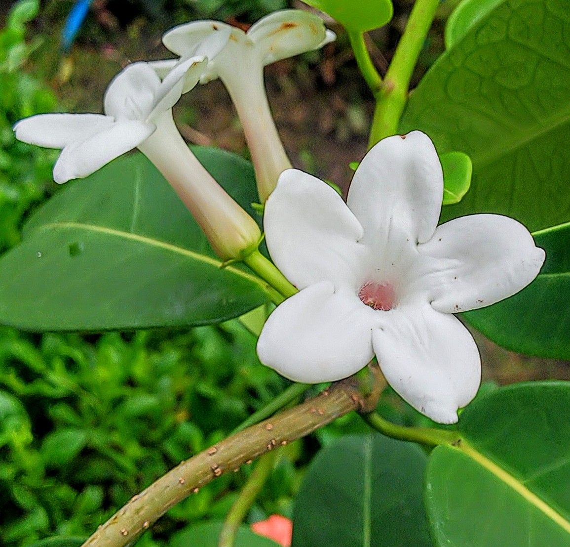 マダガスカルジャスミンの白い花🥀 10月下旬まだ咲いています✨
