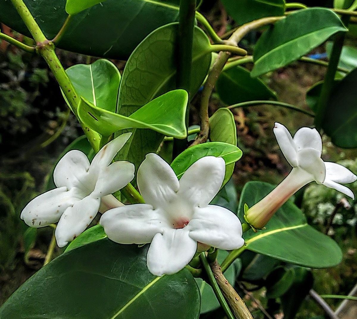 マダガスカルジャスミンの白い花🥀 今年の最後の花