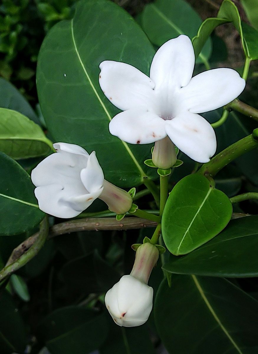 マダガスカルジャスミンの白い花🥀