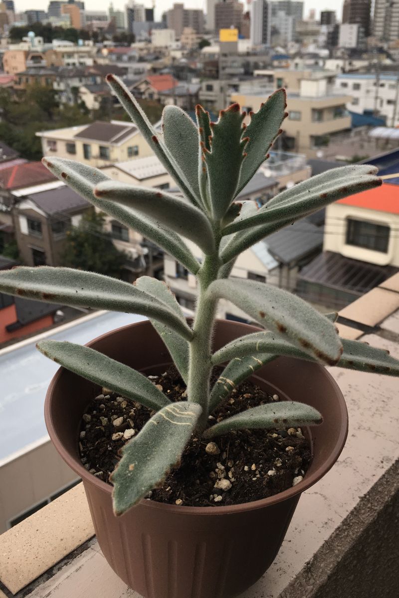 ベランダ月兎耳 ひと夏越して大きく成長！その②