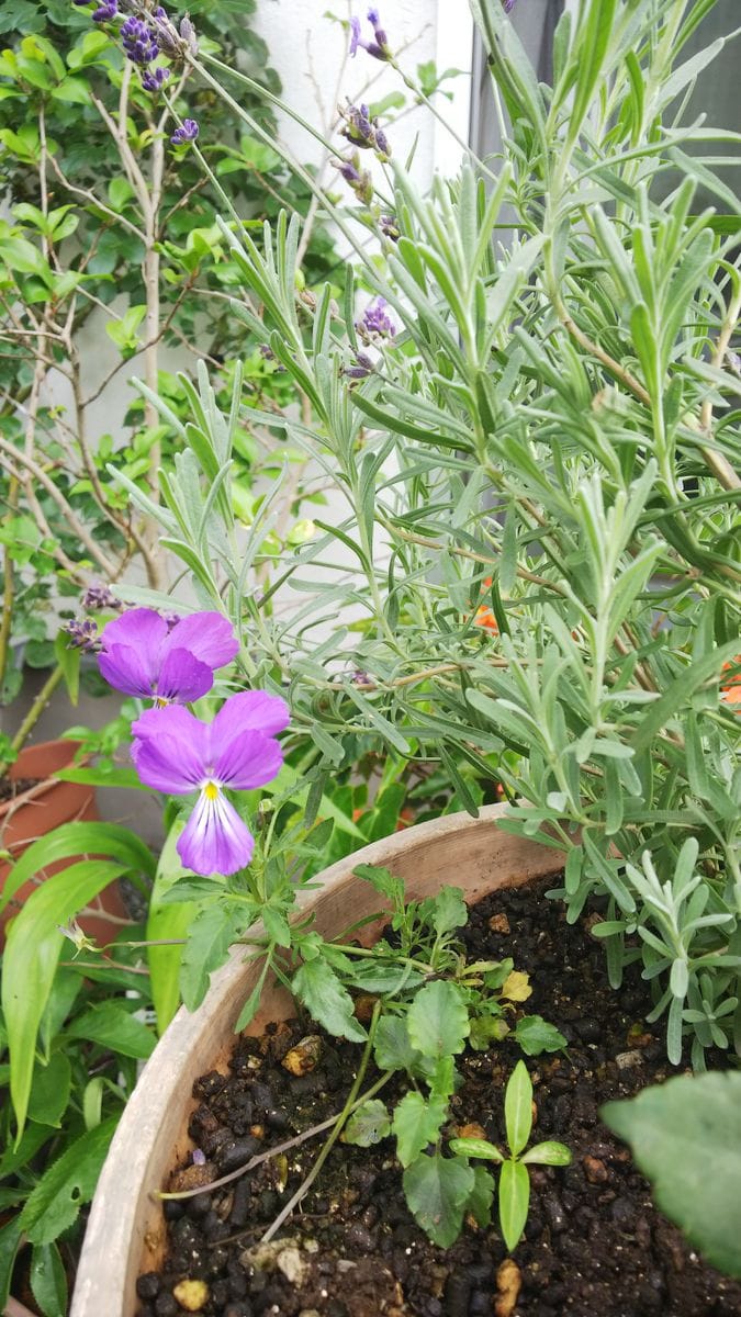 種こぼれ日記（日日草） 種こぼれで🌱芽吹いた双葉