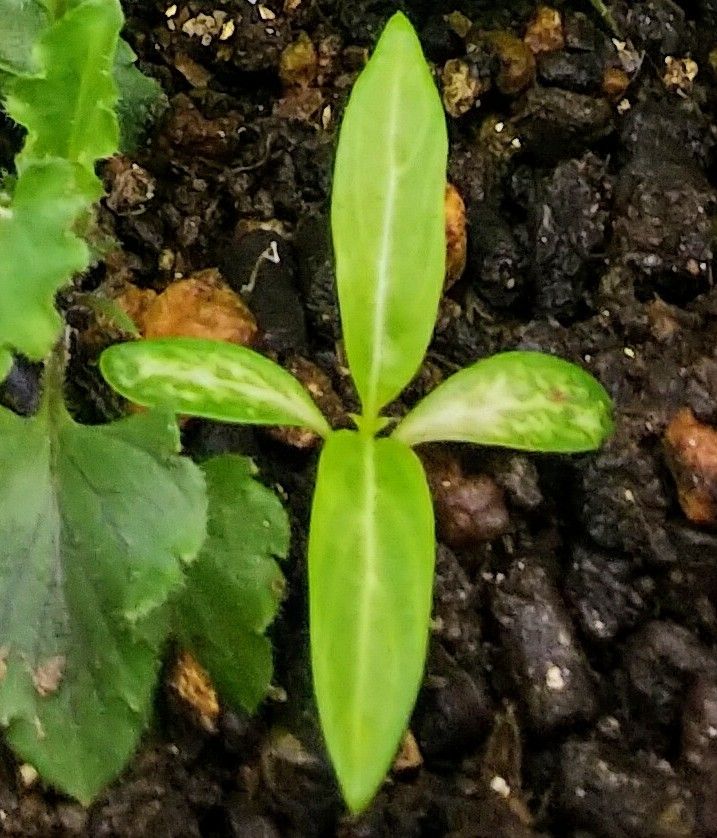 種こぼれ日記（日日草） 双葉🌱アップ