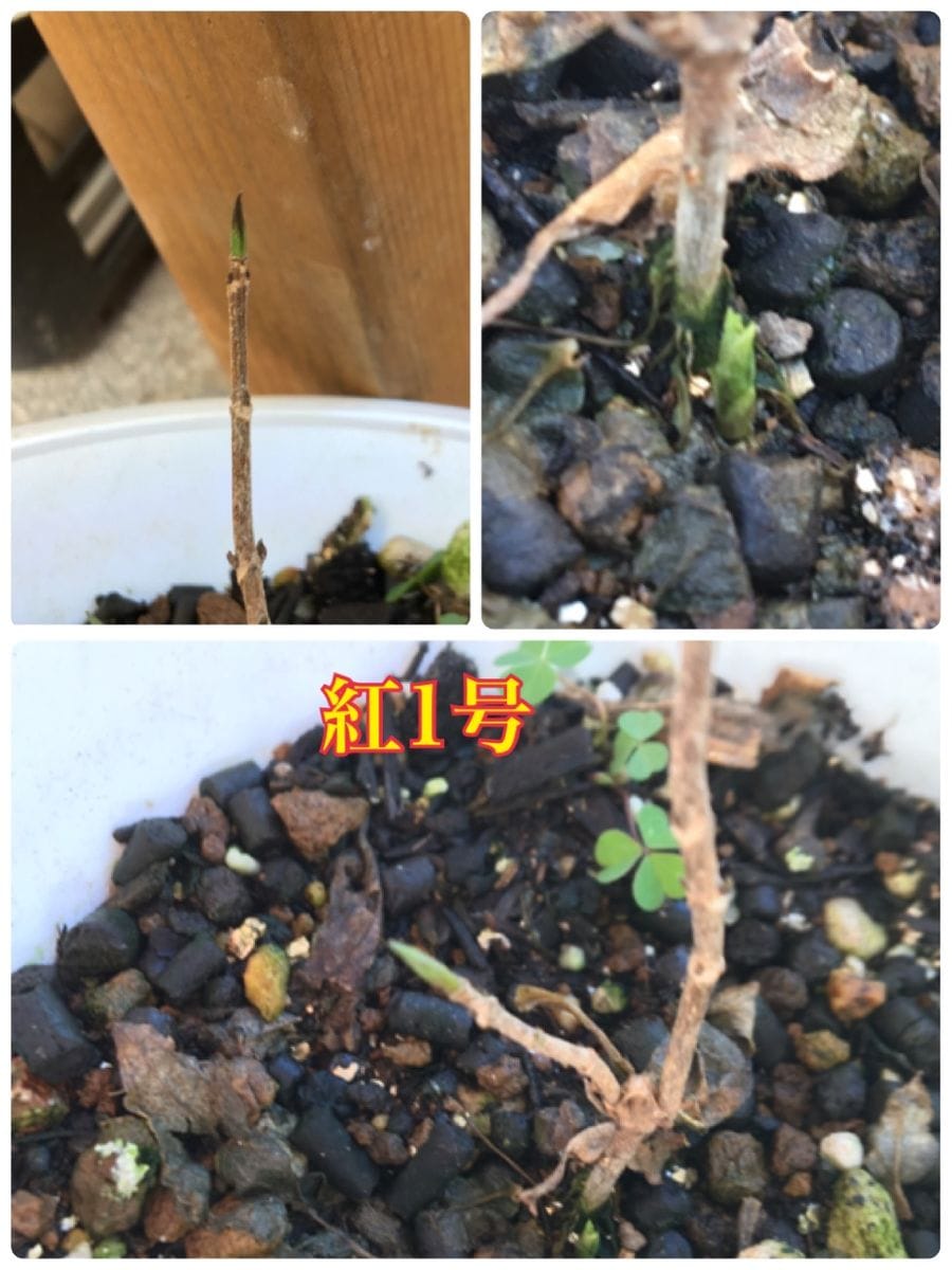 fin ヤマアジサイ 紅 を挿し木で育てる 3鉢株全てに新芽🌱❓発見 紅1号編