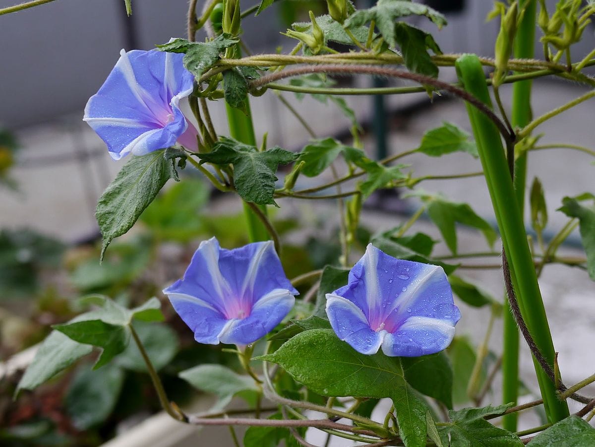 普通種の朝顔を育てます 花数が増えて来ました